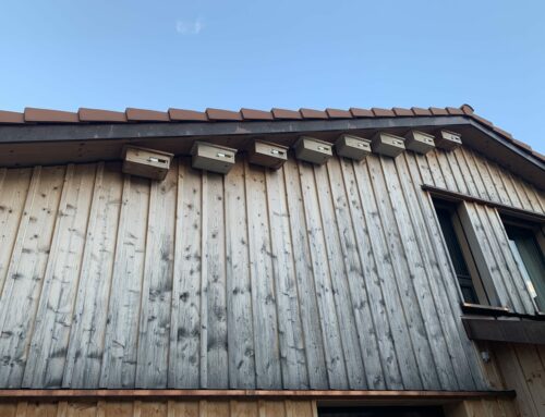 Mauersegler in Appenzell angekommen