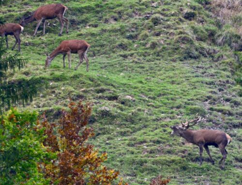 Hirschbrunft im Appenzellerland