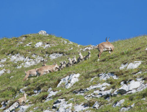Wildschutz und Hängegleiten