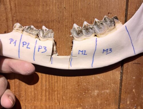 Wie alt ist der Hirsch?