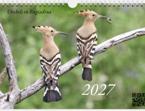 Wandkalender «Engadiner Vogelfotos» 2027